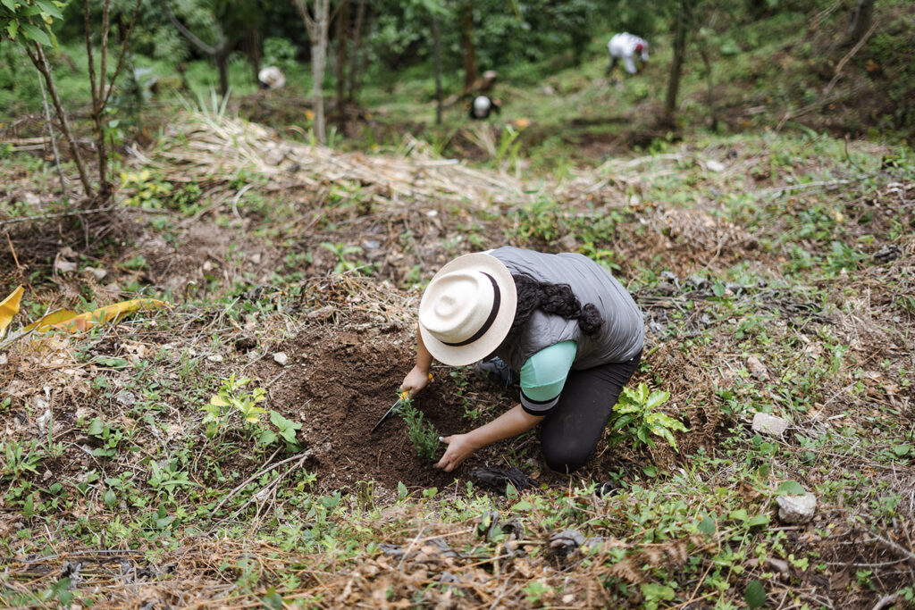 Voluntariado - OPPORTUNITREE